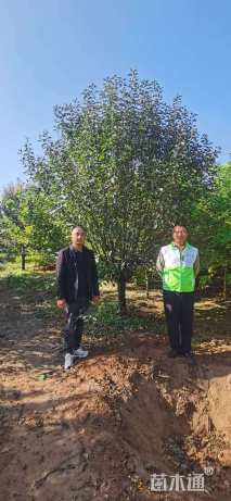 15公分绚丽海棠