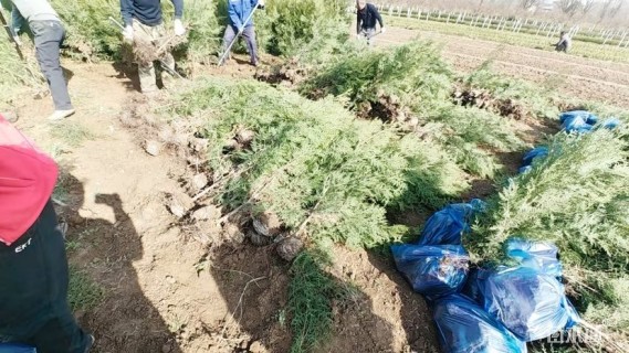 高度60厘米侧柏小苗