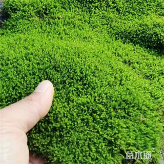 原生苗苔藓