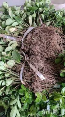 高度8厘米北海道黄杨小苗