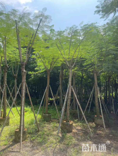 7公分凤凰木
