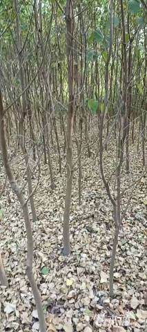 3公分乌桕