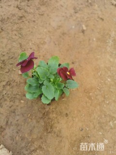 高度15厘米角堇