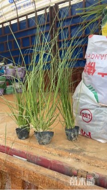 高度40厘米花叶蒲苇