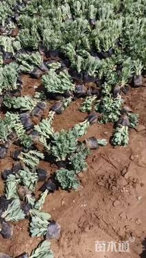 高度15厘米八宝景天