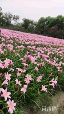 高度1厘米韭兰