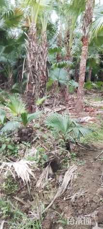 裸干高300厘米蒲葵