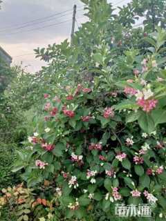 高度160厘米五彩锦带