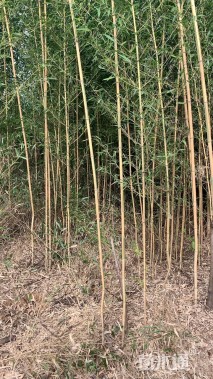 地栽苗金镶玉竹