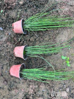 高度50厘米木贼