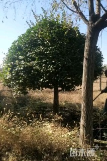 10公分高杆卫矛球