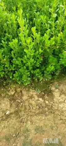 高度35厘米高山黄杨