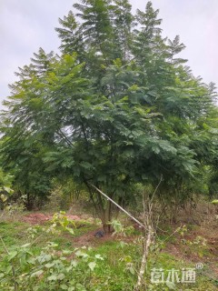 27公分(7杆)丛生蓝花楹