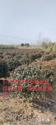 冠幅120厘米红叶石楠球