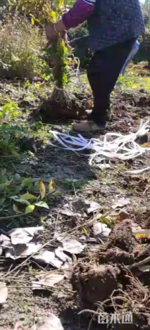 高度15厘米连翘小苗