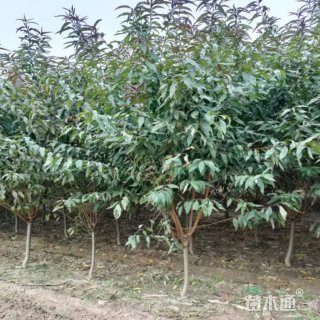 15公分龙柱碧桃