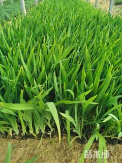 高度20厘米鸢尾