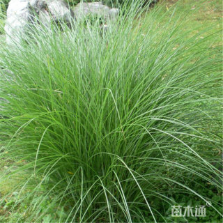 高度50厘米细叶芒