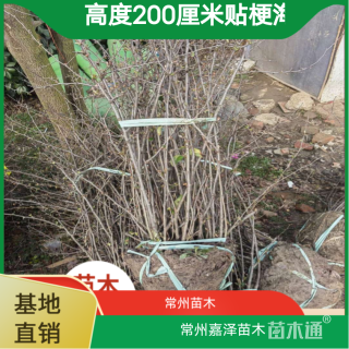 高度200厘米贴梗海棠