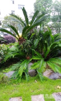 裸干高120厘米铁树