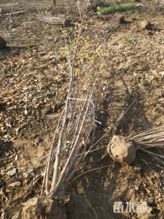 高度250厘米丛生蜡梅