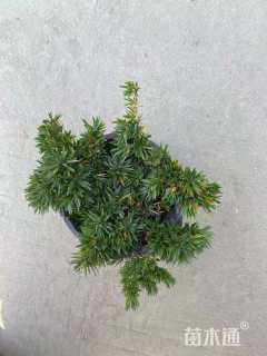 高度10厘米福禄考