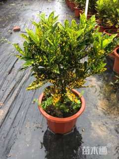 高度40厘米洒金变叶木