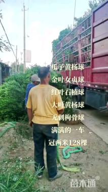 冠幅120厘米大叶黄杨球