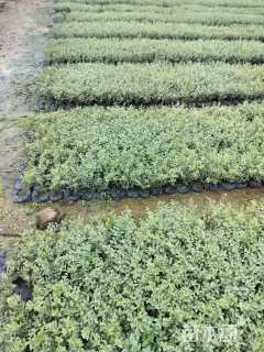 高度20厘米银姬小蜡