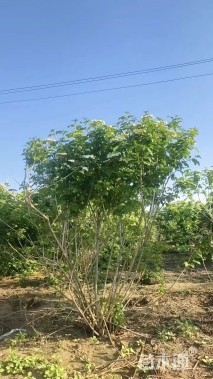 高度100厘米天目琼花