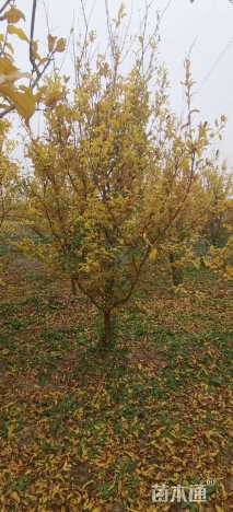 高度250厘米石榴