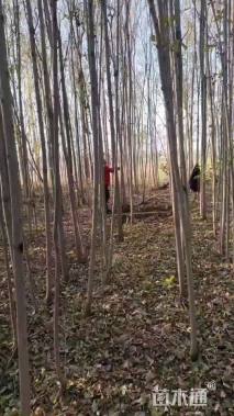5公分白蜡