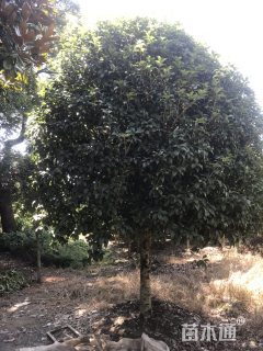 14公分桂花
