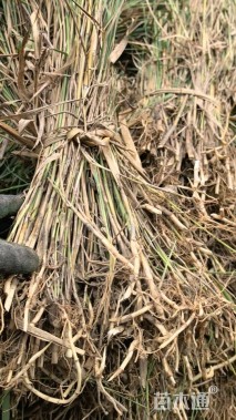 高度50厘米芦苇