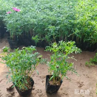 高度12厘米波斯菊