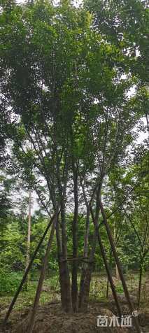 12公分丛生朴树