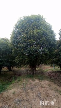 高度450厘米丛生桂花