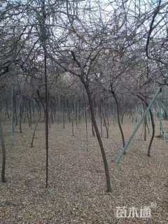 200厘米多花紫藤