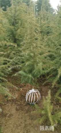 高度600厘米雪松