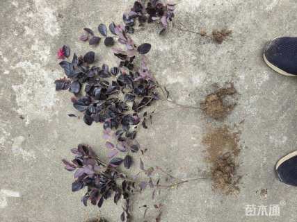 高度30厘米红花继木