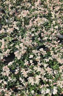 15厘米花叶络石