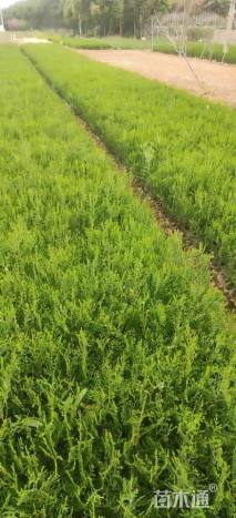 高度25厘米日本扁柏