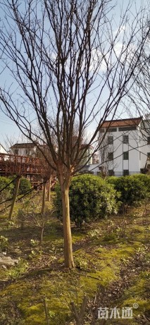 13公分紫薇