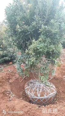 冠幅250厘米杨梅球