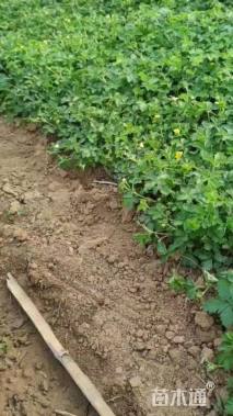 高度18厘米三叶委陵菜