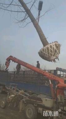 1公分彩叶豆梨-秋火焰