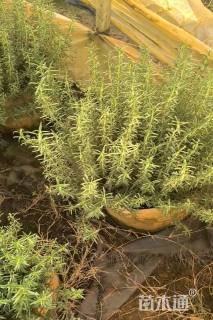 高度40厘米迷迭香