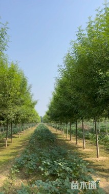 10公分秋紫白蜡