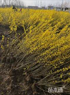 高度60厘米连翘