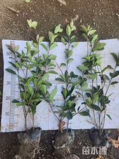 高度50厘米红叶石楠小苗